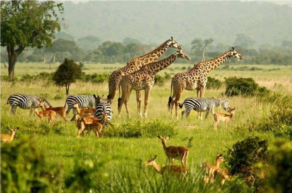 Home To Africa Tours and Travel Company | Uganda Tourism Center