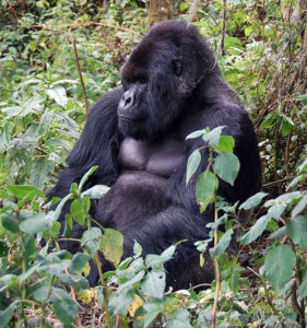 adult-male-mountain-gorilla