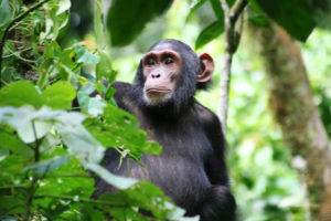 chimp-tracking