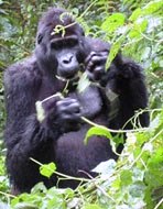 gorilla-trekking-and-safaris