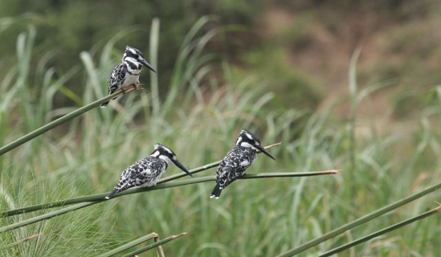 travel-birds-in-uganda
