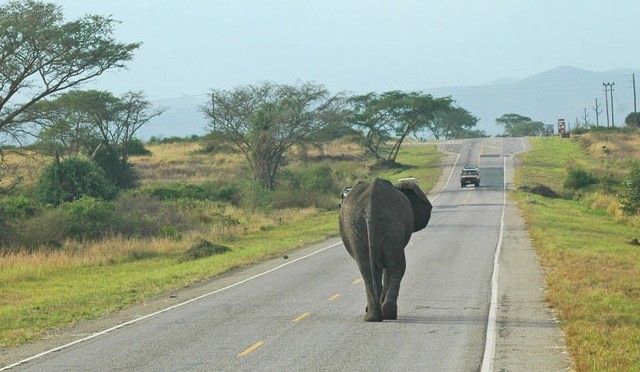travel-weekly-elephant