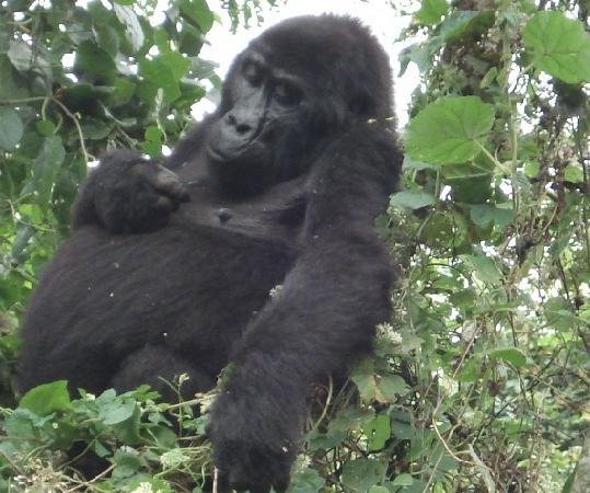 female-gorilla