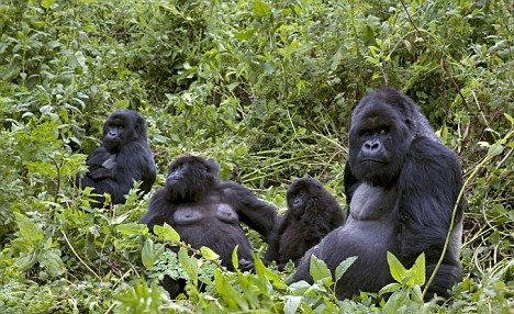 Mountain gorilla (Gorilla gorilla beringei) group resting, Parc National des Volcans, Rwanda