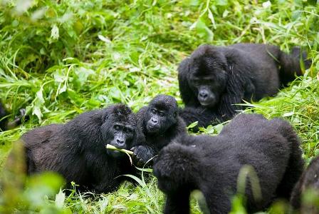 mountain-gorillas-increases