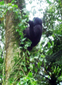 one-of-the-young-gorillas-playing