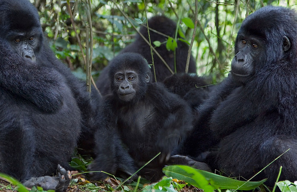 Bwindi-Impenetrable-National-Park