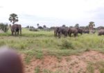 Kjong Uganda Safaris