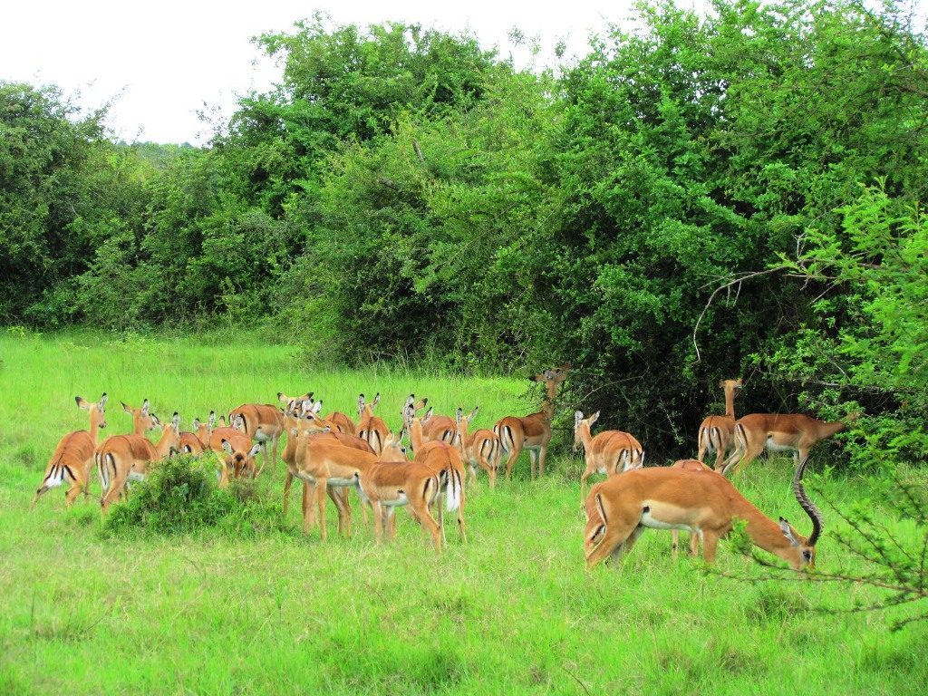 lake-mburo-national-park2